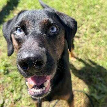 River -  Australian Shepherd and Mixed Breed Dog for Adoption in Dayton, Ohio - River | PetCurious