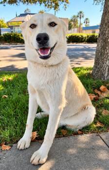 Blondie -  Husky Dog for Adoption in Lodi, California - Blondie | PetCurious