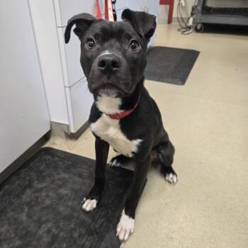 Oreo -  Black Labrador Retriever and Pit Bull Terrier Dog for Adoption in Nashville, Tennessee - Oreo | PetCurious