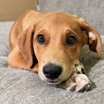 Winston -  Coonhound Dog for Adoption in Krum, Texas - Winston | PetCurious