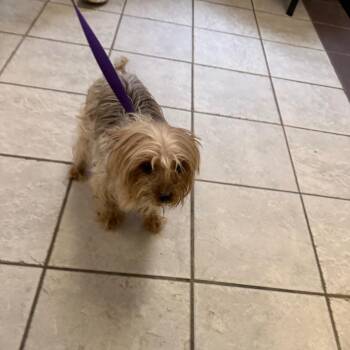 Mixed Breed Dogs Available for Adoption in Columbus, Georgia - 04/25/2026-Stray-WindsorDrive | PetCurious