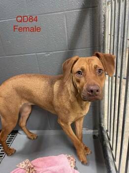 Belgian Shepherd Malinois and Vizsla Dogs Available for Adoption - Lucy | PetCurious