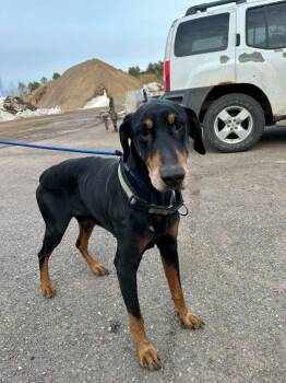 Doberman Pinscher Dogs Available for Adoption in Cloquet, Minnesota - Anubis Aka Nooby | PetCurious