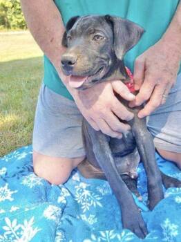 Rescue Labrador Retriever Dogs for Adoption in Manchester, Connecticut - Luke | PetCurious