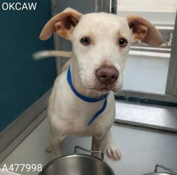 A477998 -  Pit Bull Terrier and Mixed Breed Dog for Adoption in Oklahoma City, Oklahoma - A477998 | PetCurious