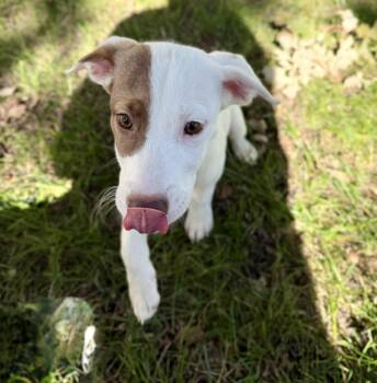 Bolt -  American Staffordshire Terrier Dog for Adoption in Park Forest, Illinois - Bolt | PetCurious