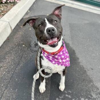 Rescue Pit Bull Terrier Dogs for Adoption in Apache Junction, Arizona - Lychee | PetCurious