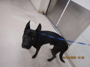 Shepherd and Pit Bull Terrier Dogs Available for Adoption in Marietta, Georgia - (853) | PetCurious