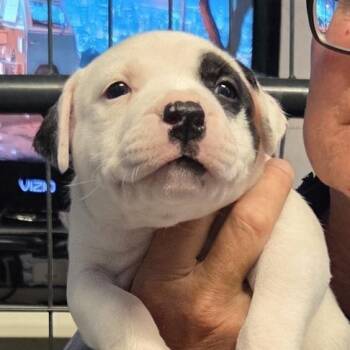 Pit Bull Terrier Dogs Available for Adoption in St. Louis, Missouri - Meerkat | PetCurious