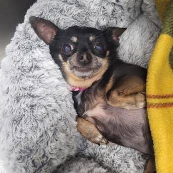 Jenny -  Chihuahua Dog for Adoption in Orland Hills, Illinois - Jenny | PetCurious