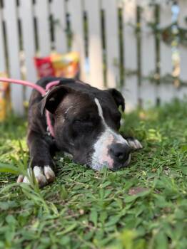 Rescue Pit Bull Terrier Dogs for Adoption in Burbank, California - Poppy | PetCurious