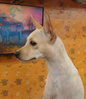 Lilly -  Chihuahua Dog for Adoption in Pass Christian, Mississippi - Lilly | PetCurious