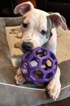 Louie -  American Staffordshire Terrier and Pit Bull Terrier Dog for Adoption in Chandler, Arizona - Louie | PetCurious