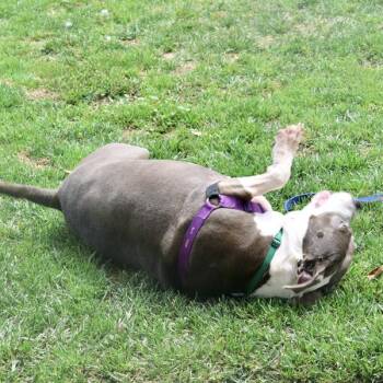 Raine -  Pit Bull Terrier Dog for Adoption in Oakland, California - Raine | PetCurious