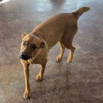 Mixed Breed Dogs Available for Adoption in Boise, Idaho - Xena | PetCurious