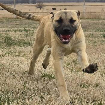 Mastiff Dogs Available for Adoption - Ruby | PetCurious