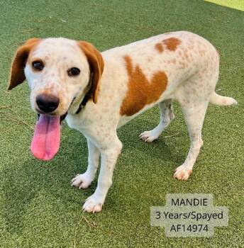 Mandie -  Treeing Walker Coonhound Dog for Adoption - Mandie | PetCurious