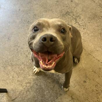 Rescue Mixed Breed Dogs for Adoption in Mishawaka, Indiana - Xena | PetCurious