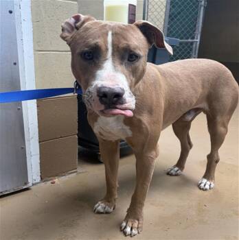 A273510 -  Pit Bull Terrier Dog for Adoption in Chula Vista, California - A273510 | PetCurious