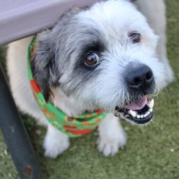Rescue Terrier and Shih Tzu Dogs for Adoption in Largo, Florida - Tucker | PetCurious