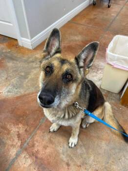 Doreen -  German Shepherd Dog Dog for Adoption in Bolivar, Missouri - Doreen | PetCurious