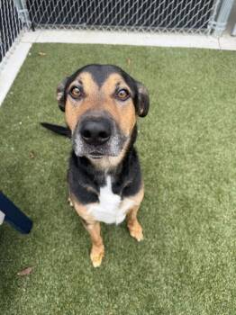 Burton -  Mixed Breed Dog for Adoption in Lafayette, Indiana - Burton | PetCurious