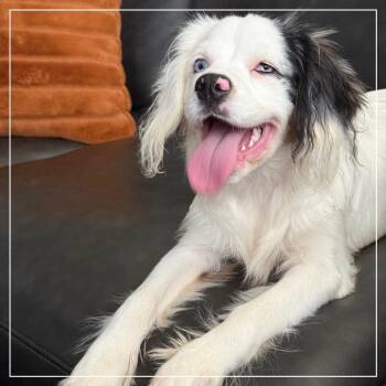 Joy -  English Springer Spaniel Dog for Adoption in Little Rock, Arkansas - Joy | PetCurious