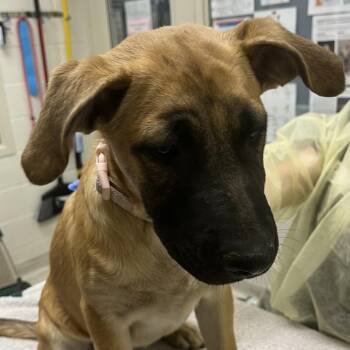 Peaches -  German Shepherd Dog and Mixed Breed Dog for Adoption in Murray, Utah - Peaches | PetCurious