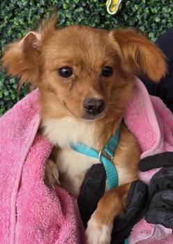 DOG 9 -  Chihuahua and Mixed Breed Dog for Adoption in El Paso, Texas - DOG 9 | PetCurious