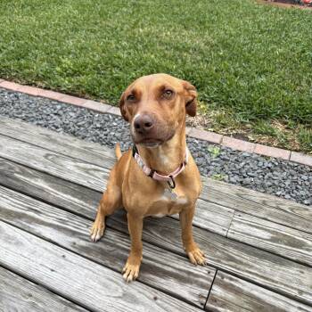 Labrador Retriever Dogs Available for Adoption - Penny | PetCurious