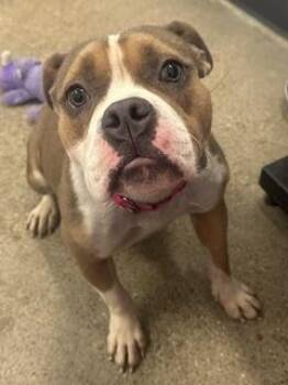 Peaches -  Bulldog Dog for Adoption in Cleveland, Ohio - Peaches | PetCurious