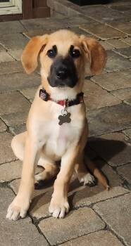 Chuck -  Anatolian Shepherd Dog for Adoption in Hillside, Illinois - Chuck | PetCurious
