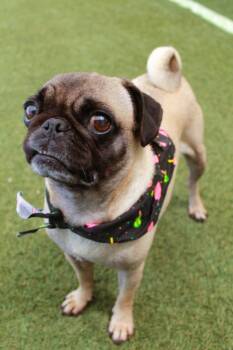 Pug Dogs Available for Adoption in Gardena, California - Bump | PetCurious
