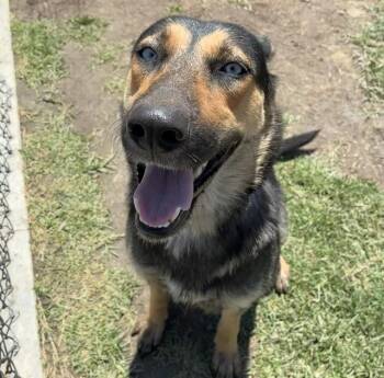 SIERRA -  German Shepherd Dog and Mixed Breed Dog for Adoption in Riverside, California - SIERRA | PetCurious