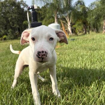 Spooky -  Catahoula Leopard Dog Dog for Adoption in Lorida, Florida - Spooky | PetCurious