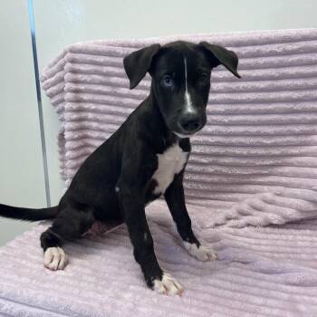 Pippa 54496 -  Husky and Labrador Retriever Dog for Adoption in Las Vegas, Nevada - Pippa 54496 | PetCurious