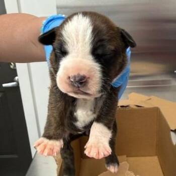 Mixed Breed Dogs Available for Adoption in Freeport, Florida - Skiff | PetCurious