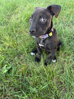 Snoopy -  American Staffordshire Terrier Dog for Adoption in Little Chute, Wisconsin - Snoopy | PetCurious