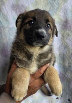 Alaskan Malamute and German Shepherd Dog Dogs Available for Adoption in Malvern, Pennsylvania - Noah | PetCurious