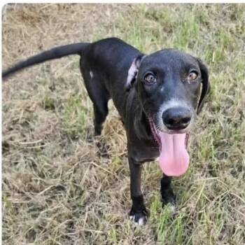 Danny -  Black Labrador Retriever and Hound Dog for Adoption in New Orleans, Louisiana - Danny | PetCurious