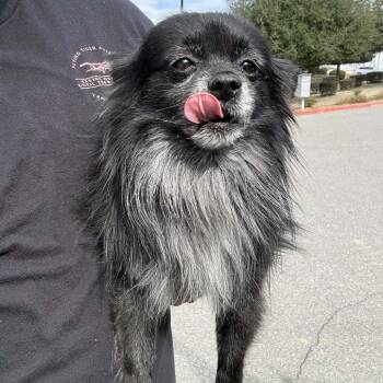 Pomeranian Dogs Available for Adoption in Chino Hills, California - Professor Crumbs - Chino Hills Location | PetCurious