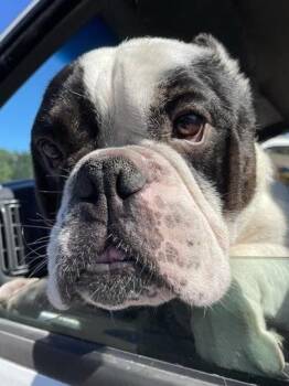 Derbis -  American Bulldog and Mixed Breed Dog for Adoption in Bellevue, Washington - Derbis | PetCurious
