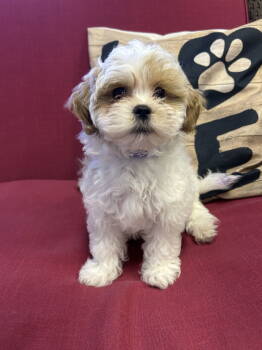 Rescue Shih Tzu Dogs for Adoption in Sparta, Illinois - Oak | PetCurious