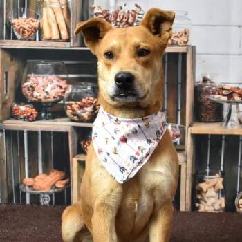 Rescue Shepherd Dogs for Adoption in Yuma, Arizona - Buck | PetCurious