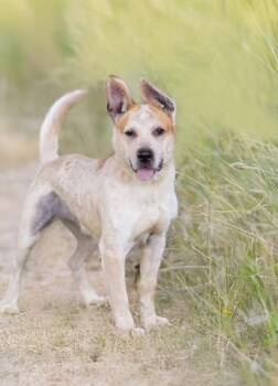 Australian Cattle Dog Blue Heeler and Mixed Breed Dogs Available for Adoption - Clover | PetCurious