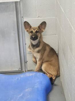 Meeso -  Shepherd Dog for Adoption in Kingman, Arizona - Meeso | PetCurious