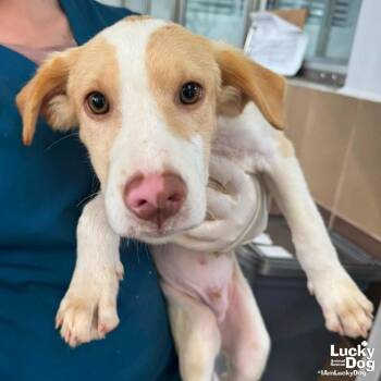 Buck -  Retriever Dog for Adoption in Washington, District Of Columbia - Buck | PetCurious