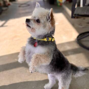 Miniature Poodle and Yorkie Poo Dogs Available for Adoption in Modesto, California - Almond Joy (AJ) | PetCurious