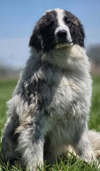 Great Pyrenees Dogs Available for Adoption in Huntington, Indiana - Archie | PetCurious