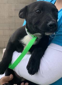 Dodger -  Australian Cattle Dog Blue Heeler Dog for Adoption in Salinas, California - Dodger | PetCurious